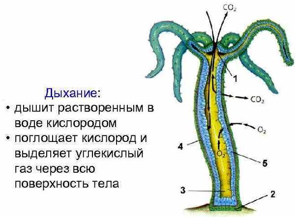 Кракен ссылка стор