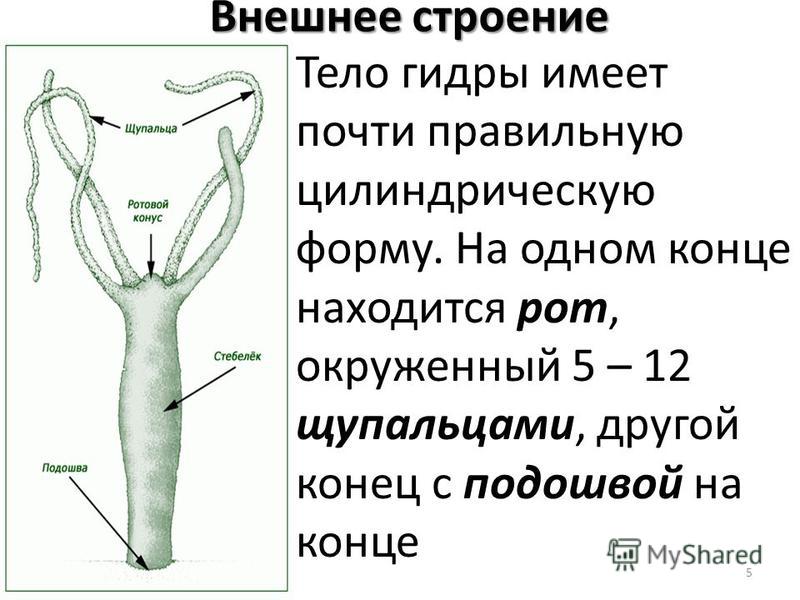 Рабочее зеркало на кракен